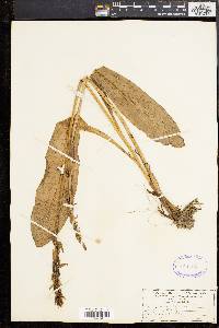 Orchis militaris image