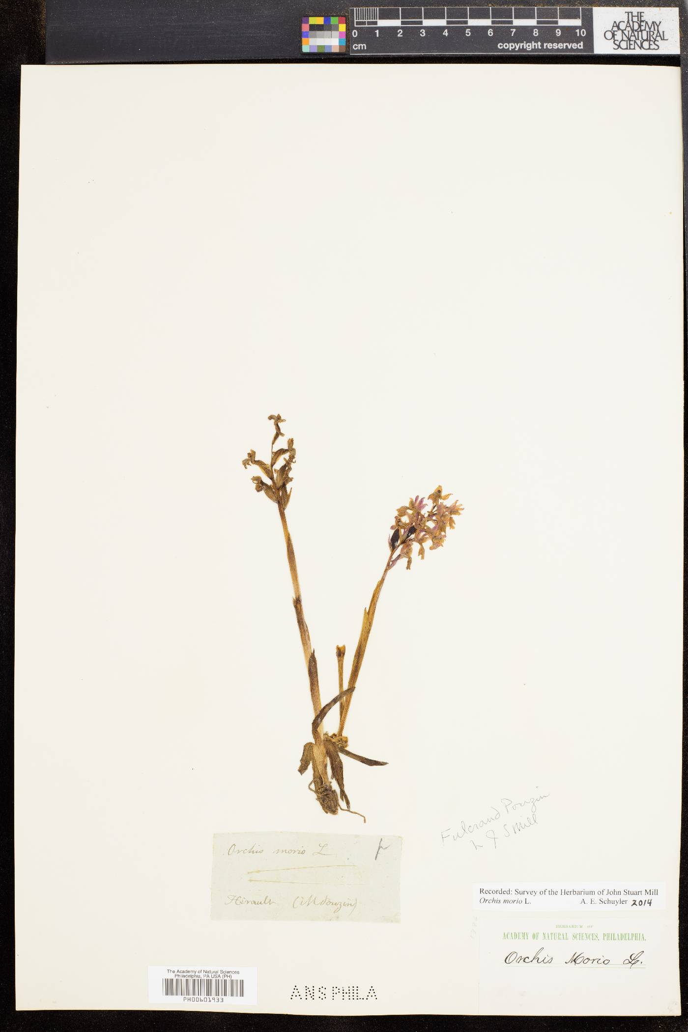 Orchis image