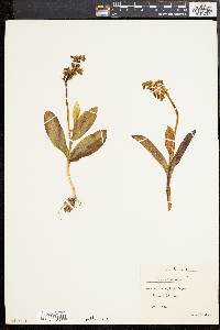 Image of Orchis pallens