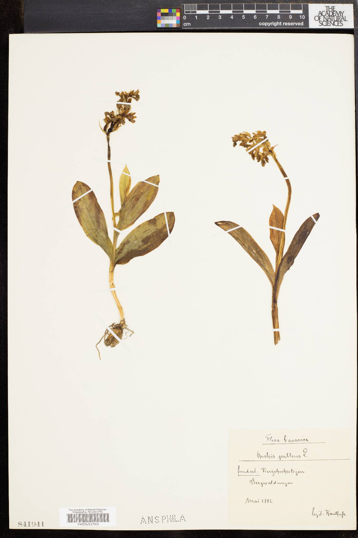 Orchis image