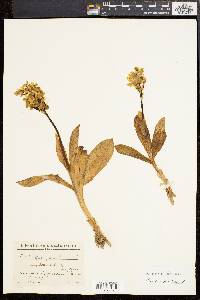 Orchis pallens image
