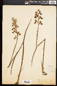 Orchis palustris image