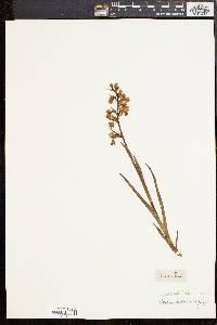 Orchis palustris image