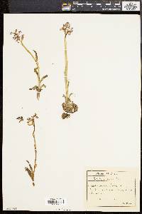 Image of Orchis picta