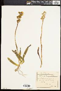 Image of Orchis provincialis