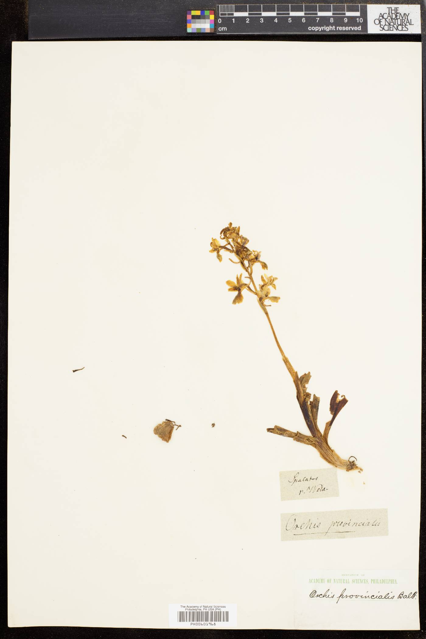 Orchis provincialis image
