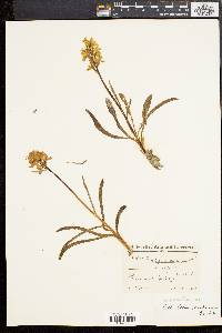 Media resource of Orchis pseudo-sambucina