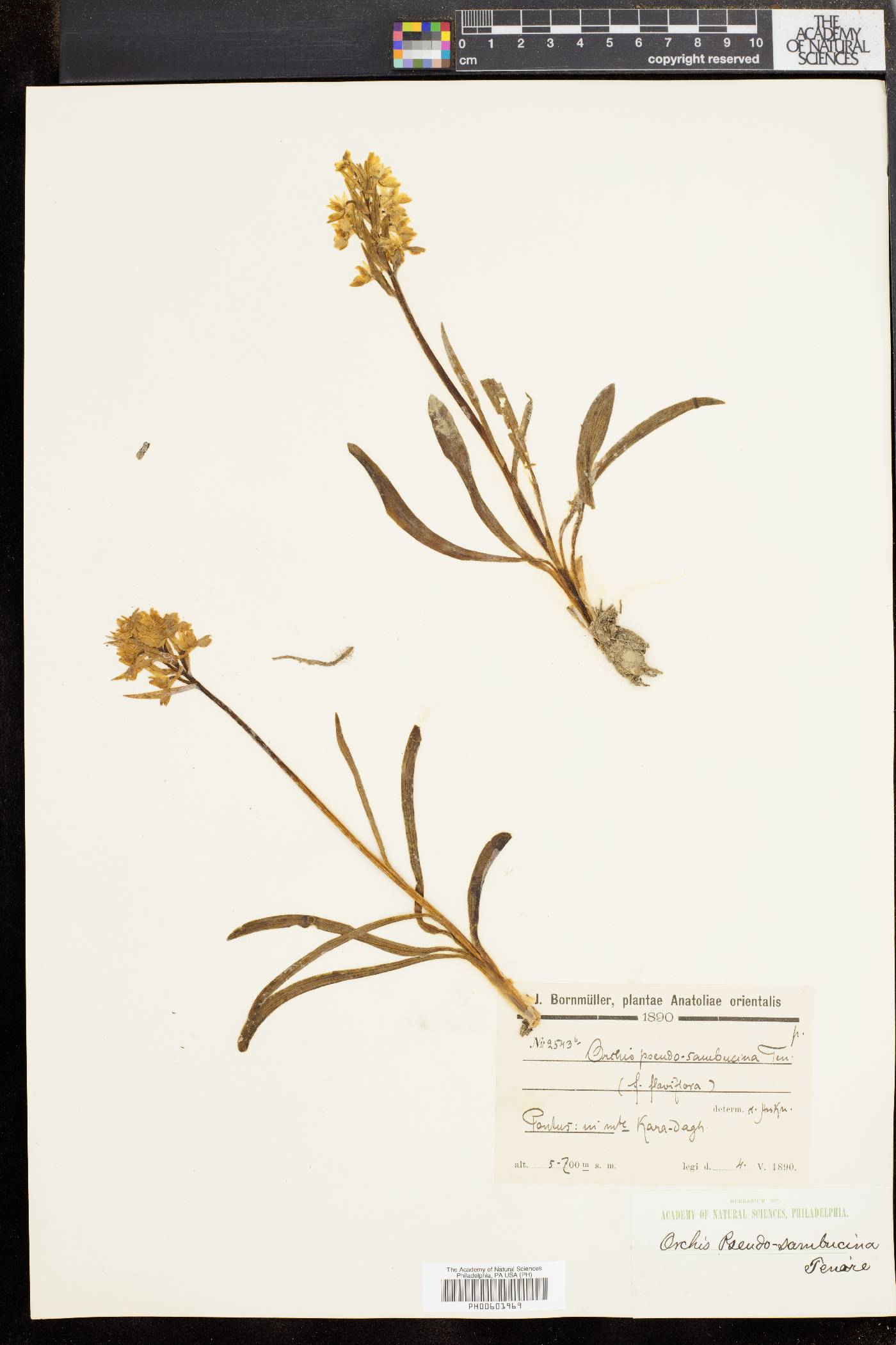 Orchis pseudo-sambucina image