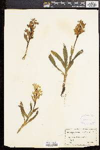 Orchis pseudo-sambucina image