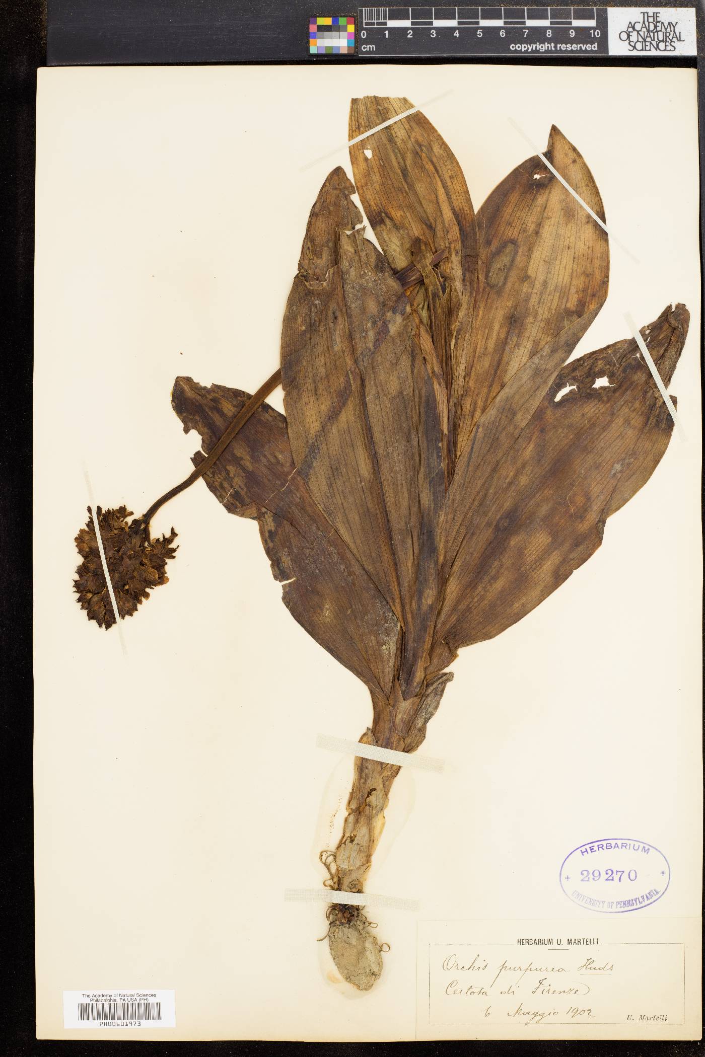Orchis purpurea image