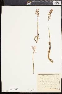 Media resource of Orchis quadripunctata