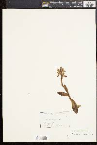 Media resource of Orchis saccata