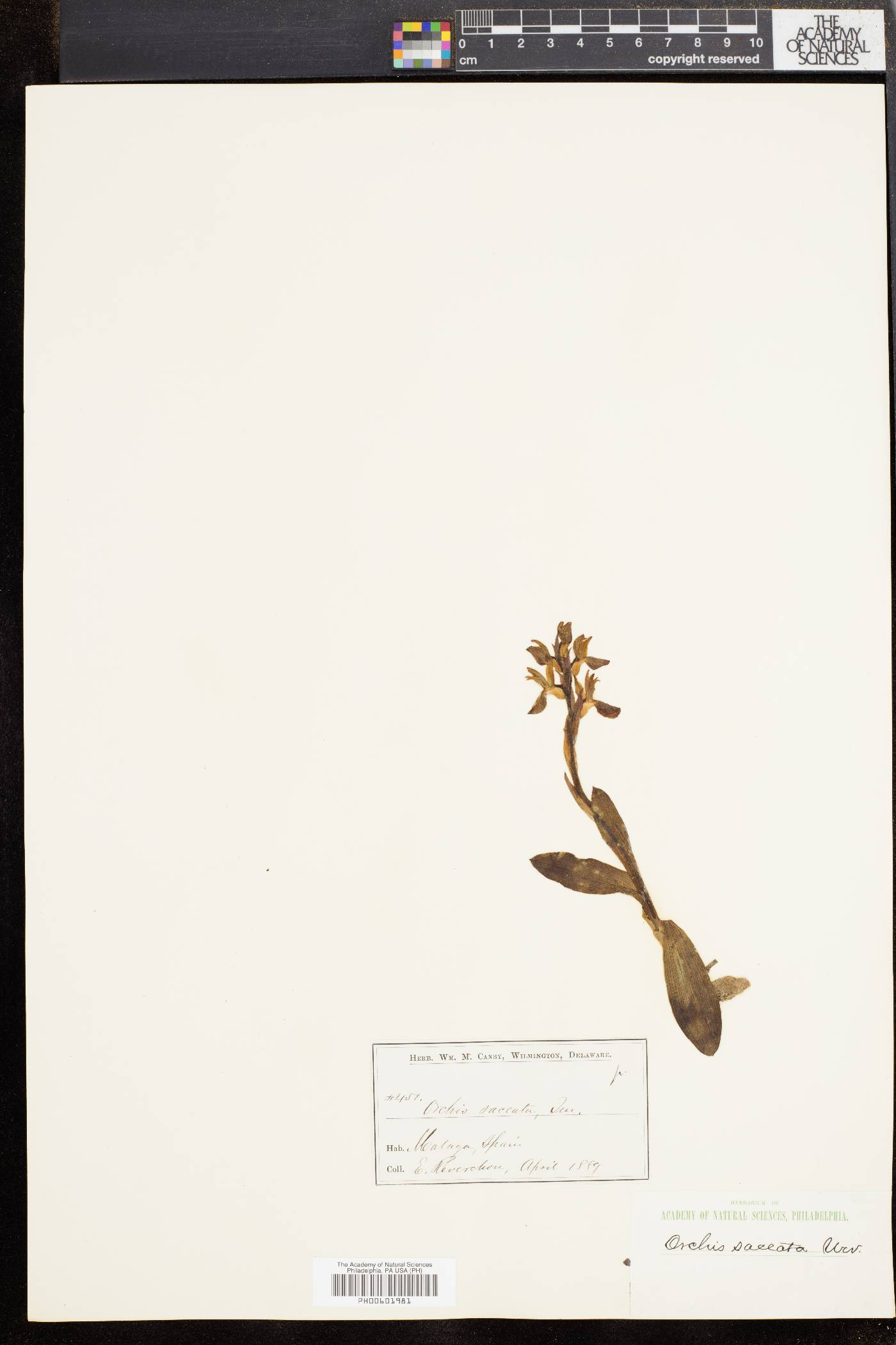 Orchis saccata image