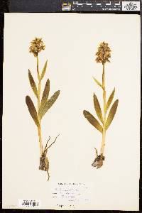 Dactylorhiza romana image