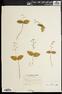 Listera convallarioides image