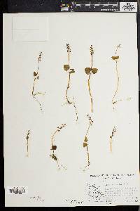 Listera cordata image