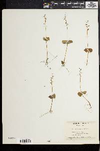 Listera cordata image