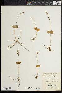 Listera cordata image