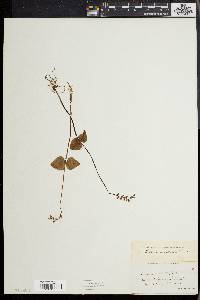 Listera cordata image