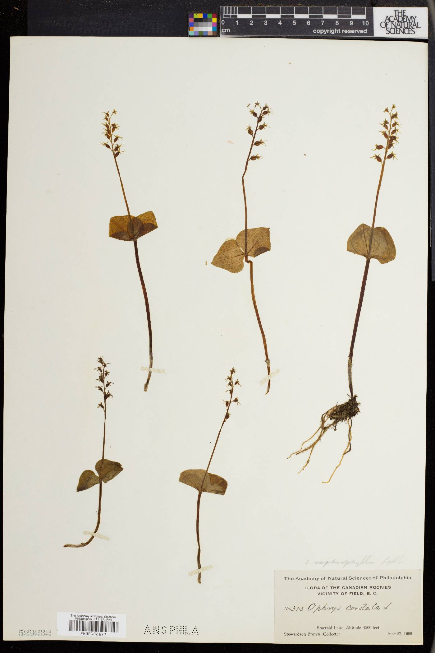 Listera nephrophylla image