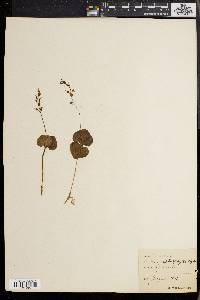 Listera nephrophylla image