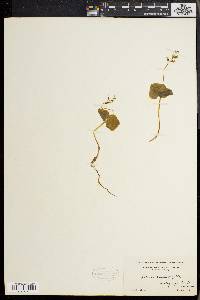 Listera nephrophylla image