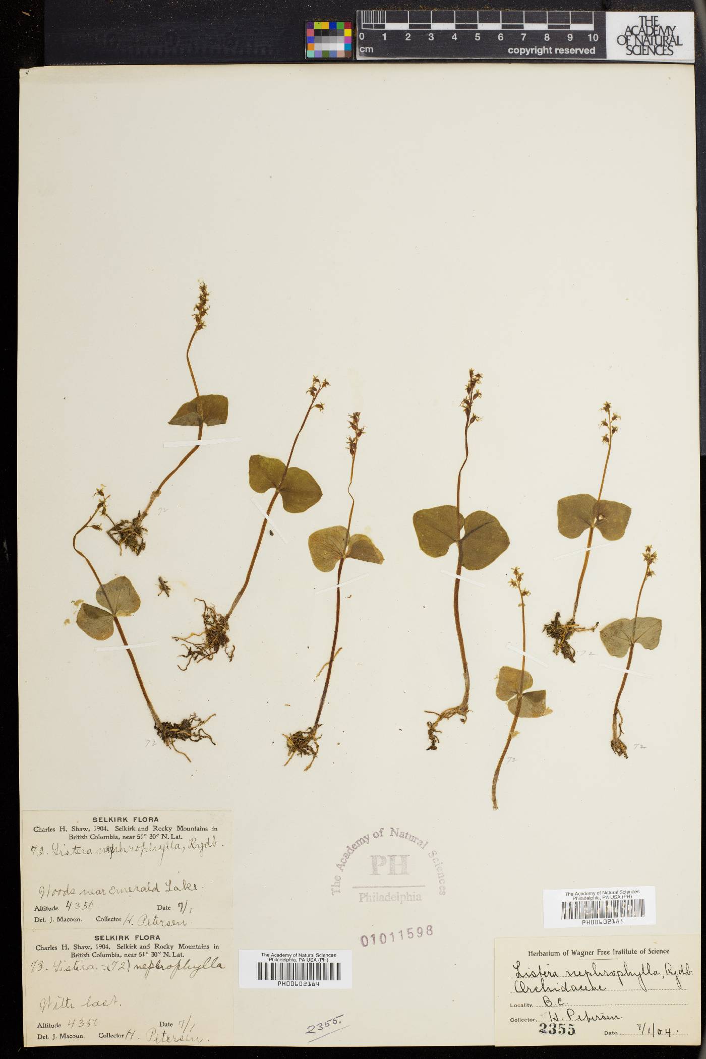 Listera nephrophylla image