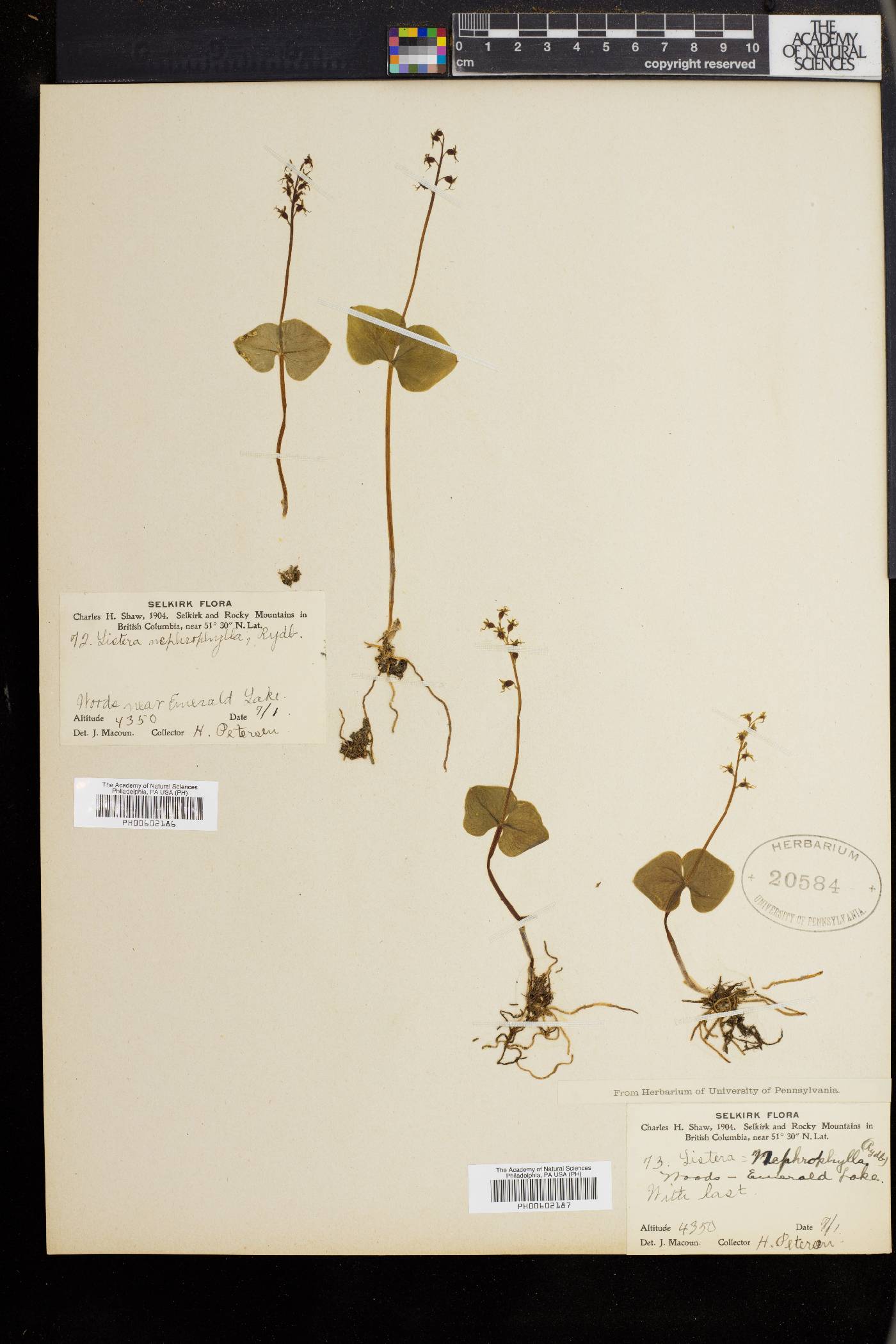 Listera nephrophylla image