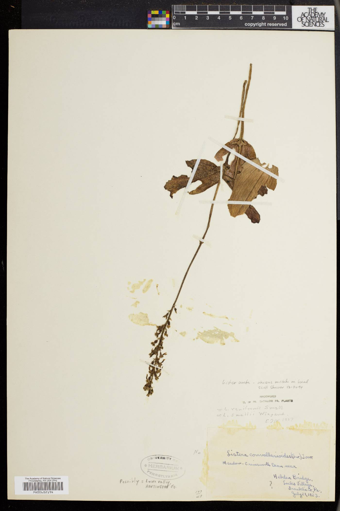 Listera reniformis image