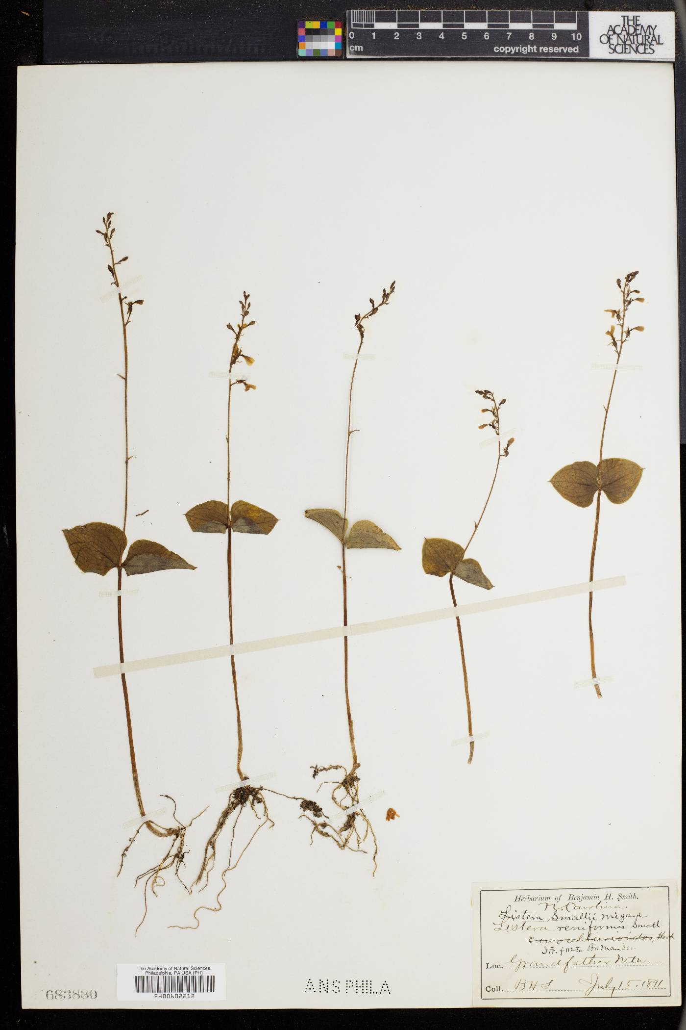 Listera smallii image