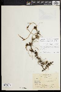 Maxillaria acuminata image