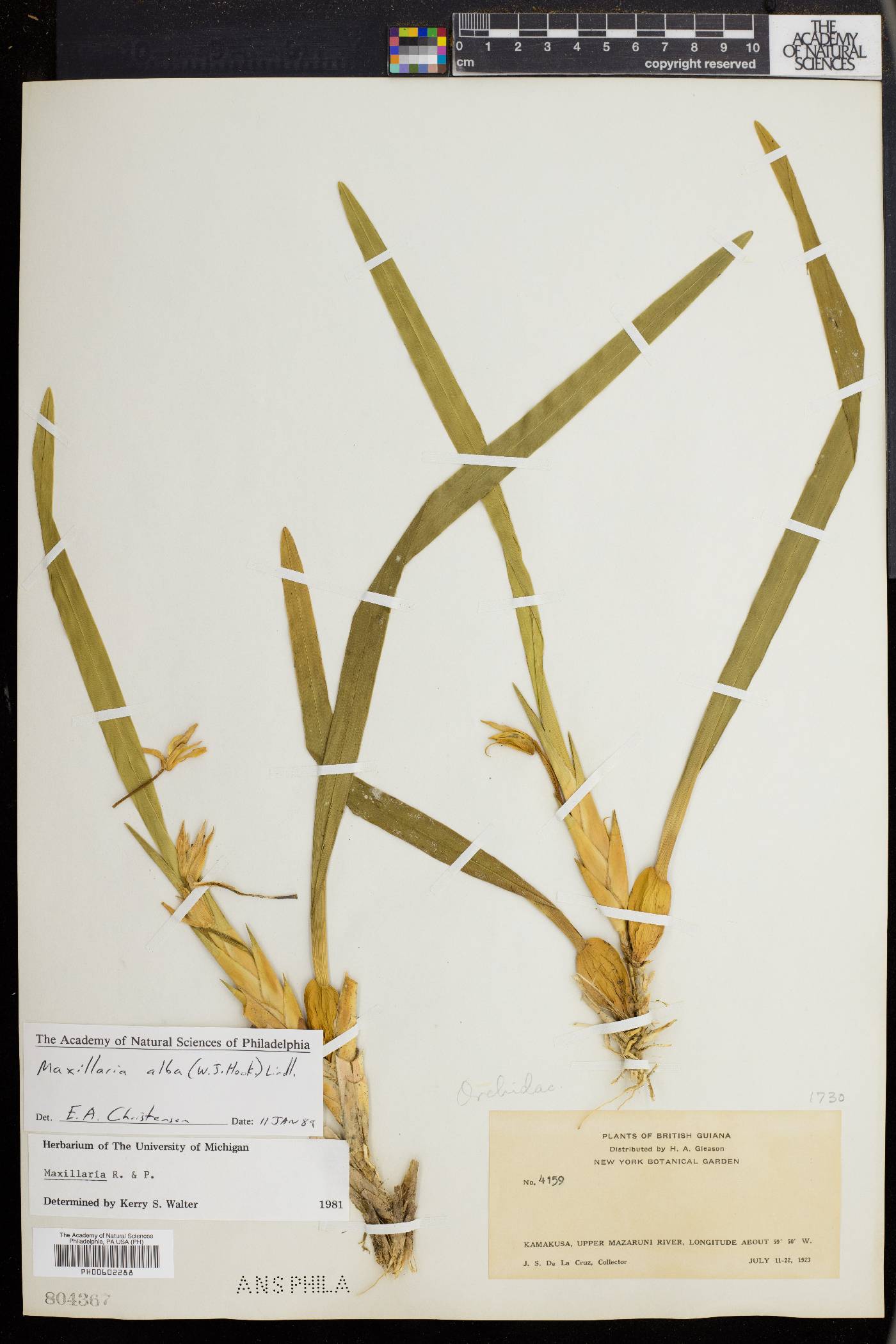 Maxillaria alba image