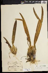 Image of Maxillaria obscura