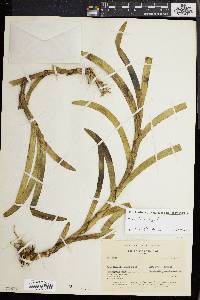 Image of Maxillaria equitans