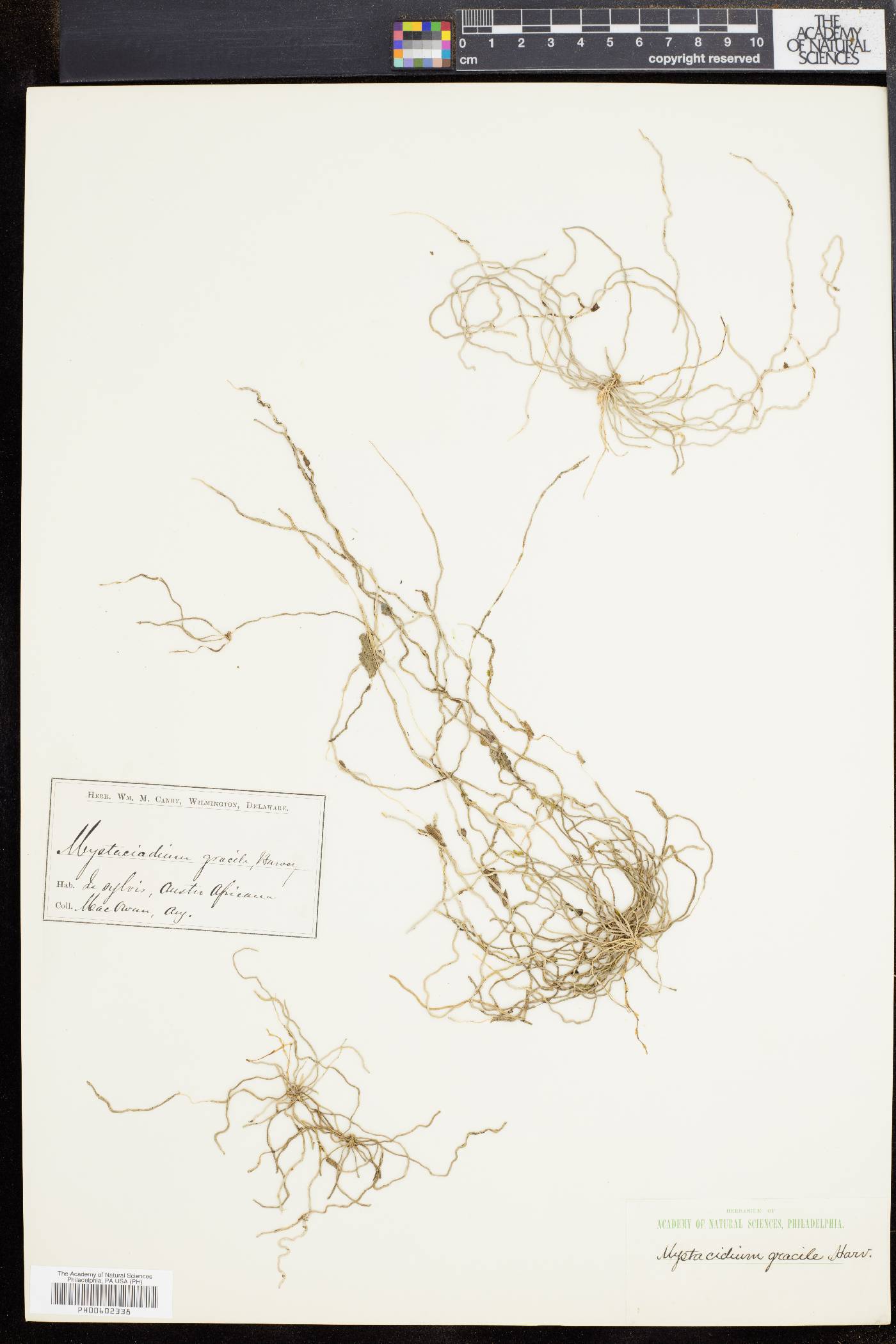 Mystacidium gracile image