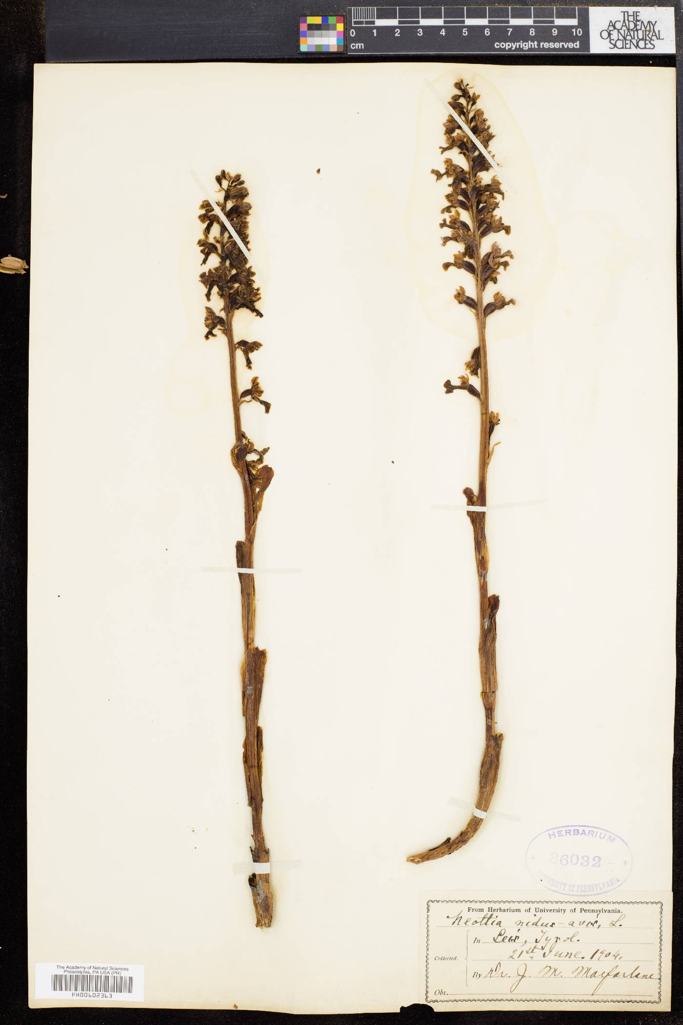 Neottia nidus-avis image