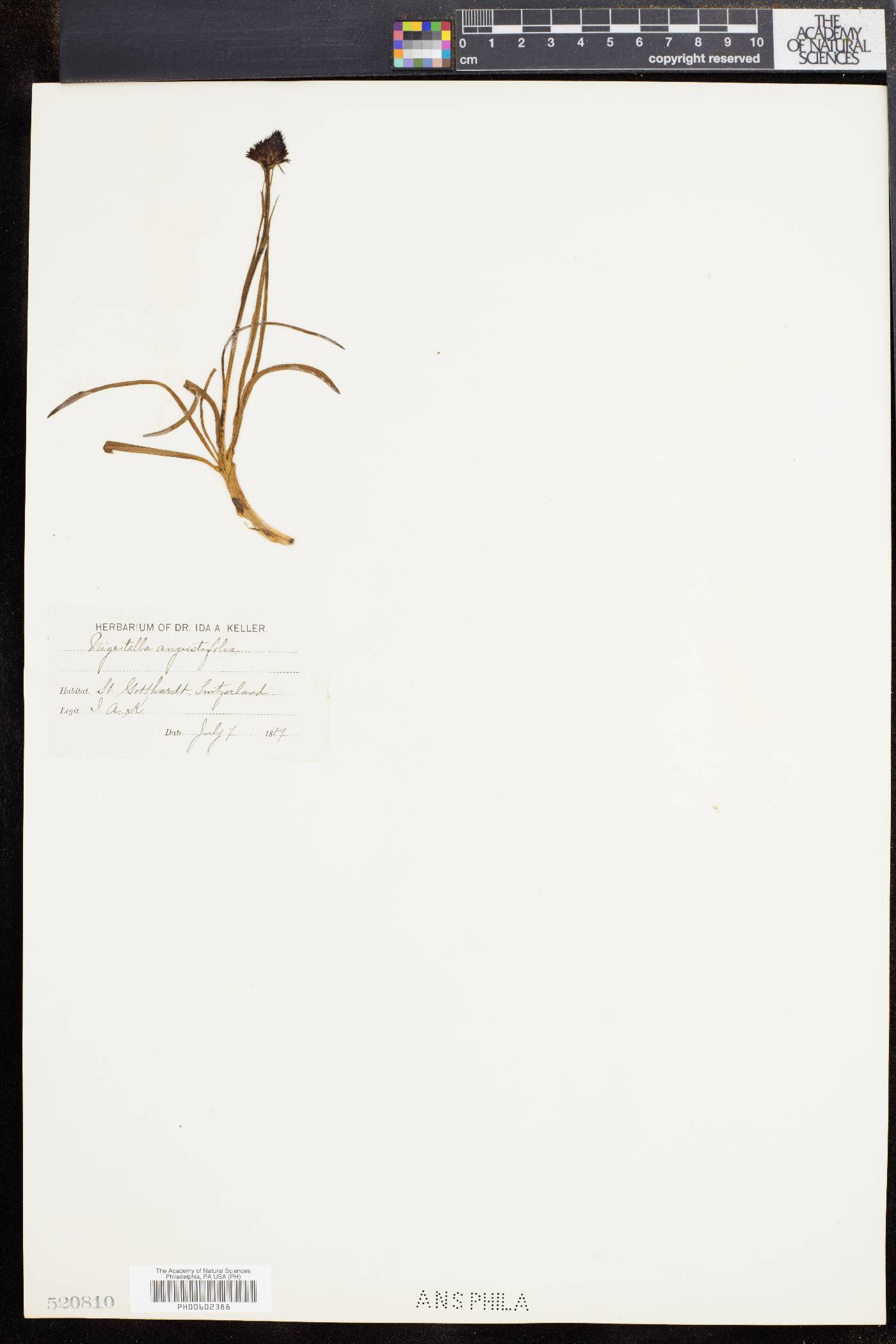 Gymnadenia nigra image