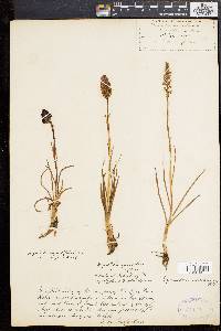 Gymnadenia nigra image