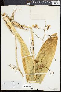 Oncidium altissimum image