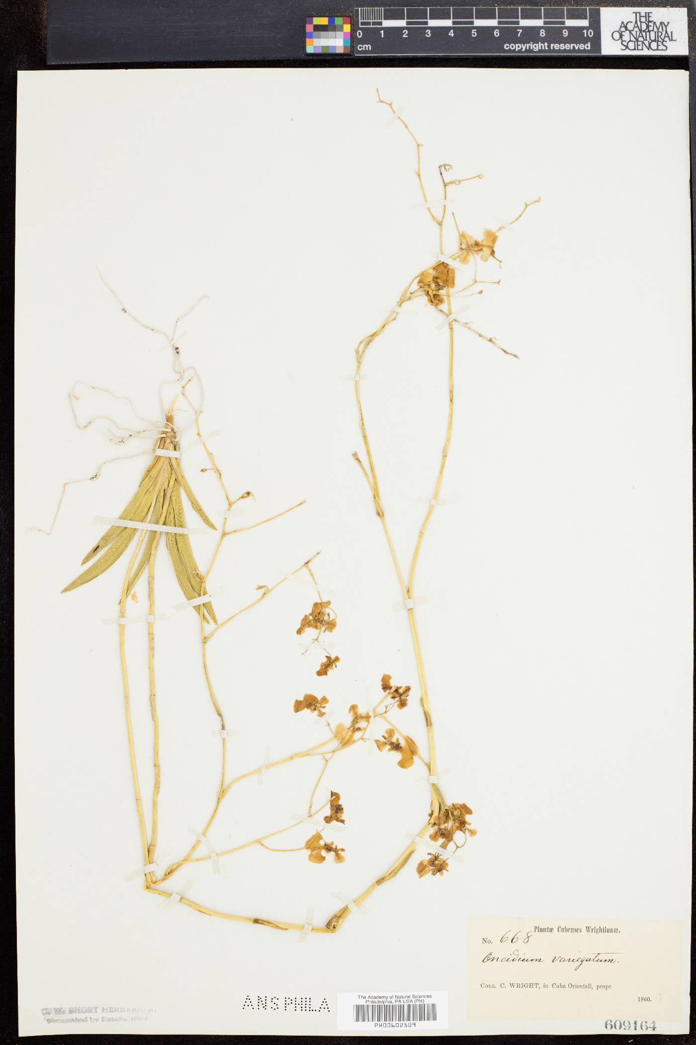 Oncidium variegatum image