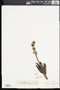 Ophrys sphegodes image