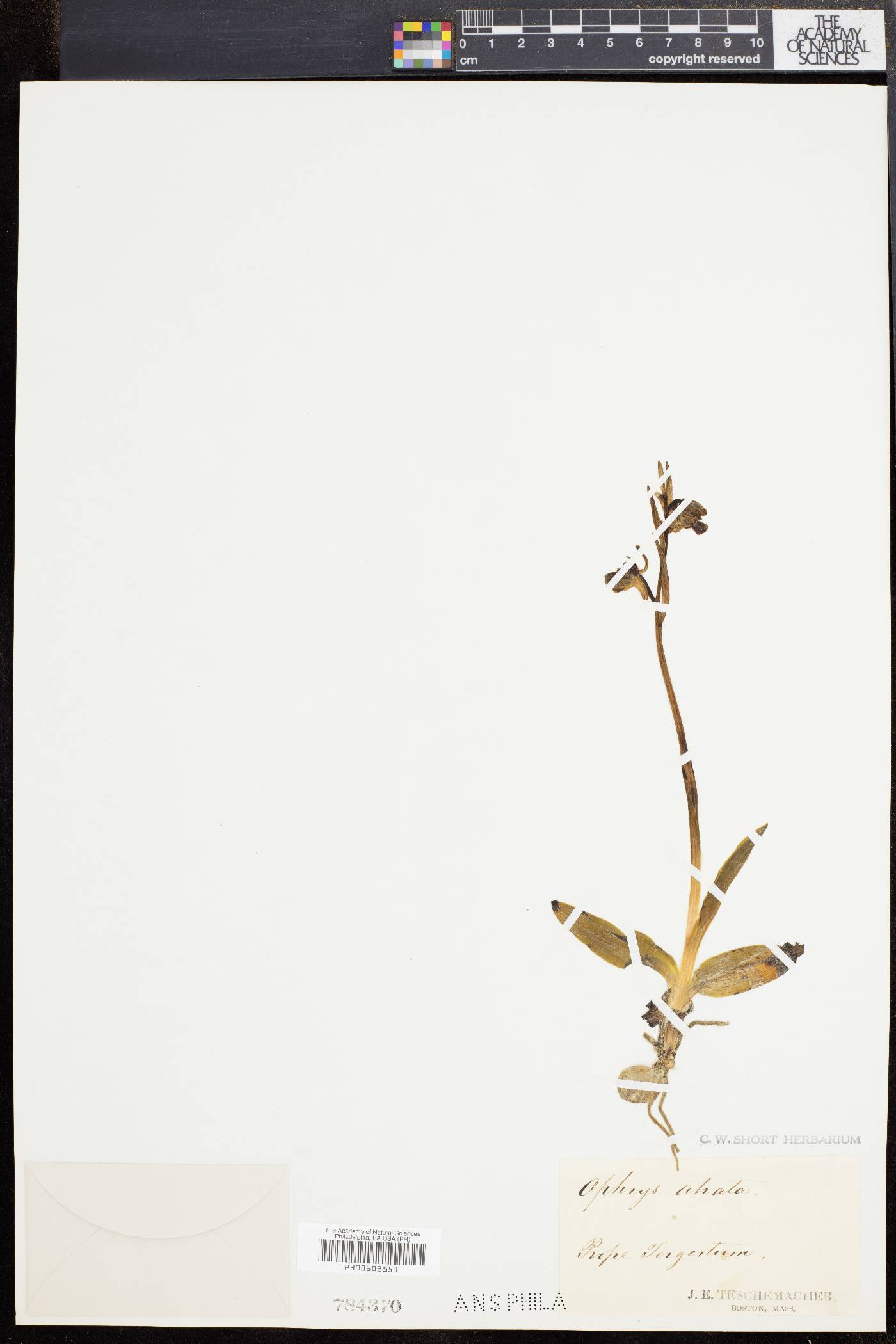 Ophrys atrata image