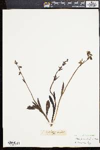 Ophrys muscifera image