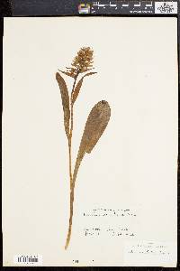 Orchis latifolia image