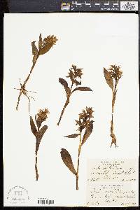 Orchis aristata image