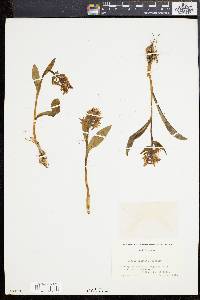 Orchis aristata image