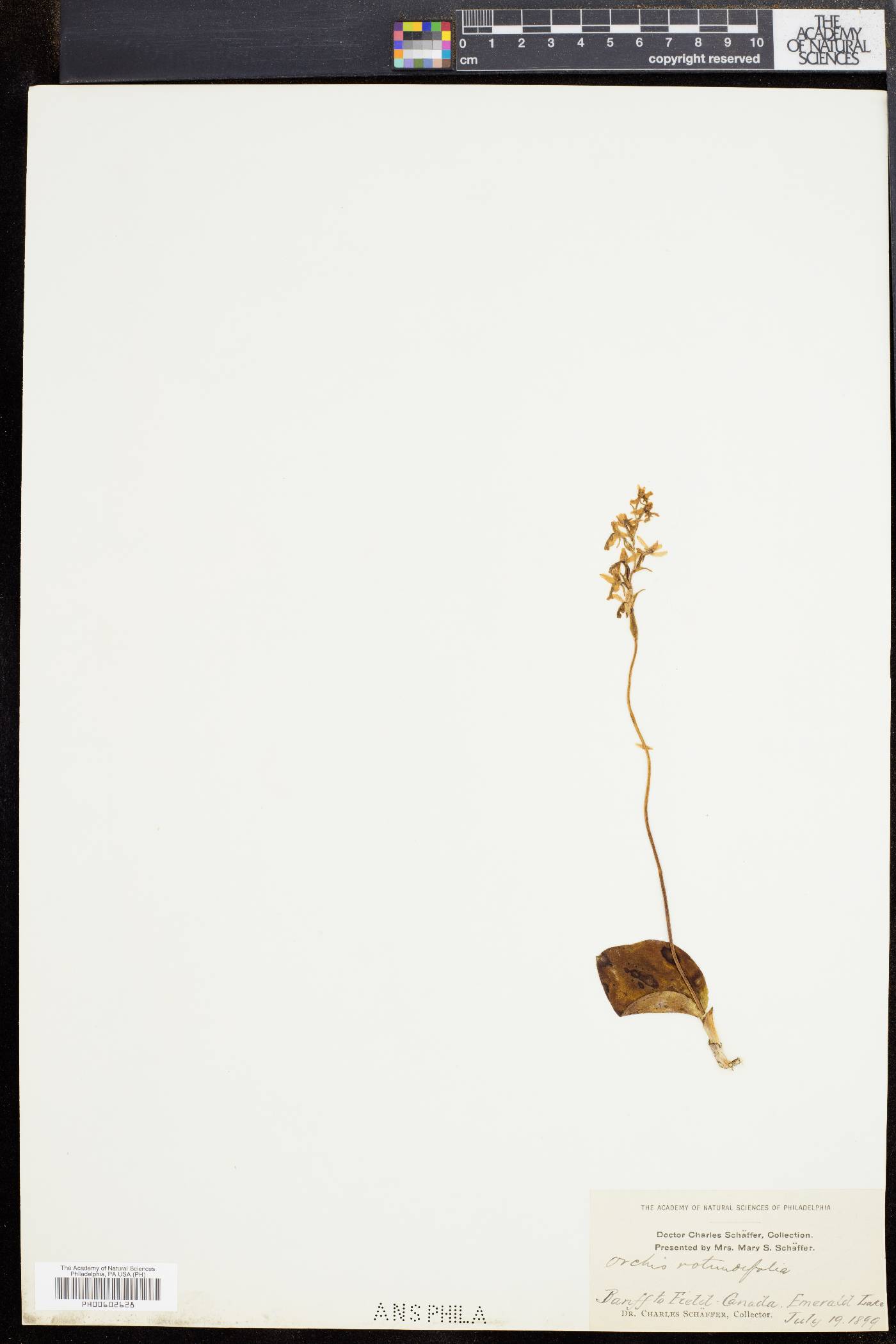 Orchis rotundifolia image