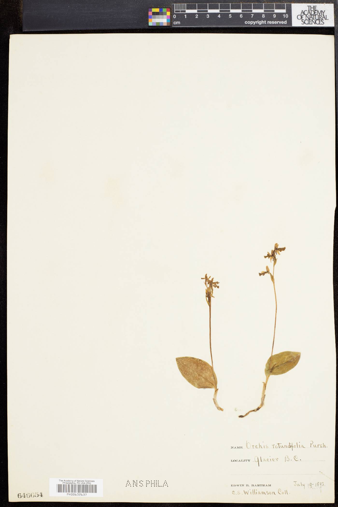 Orchis rotundifolia image