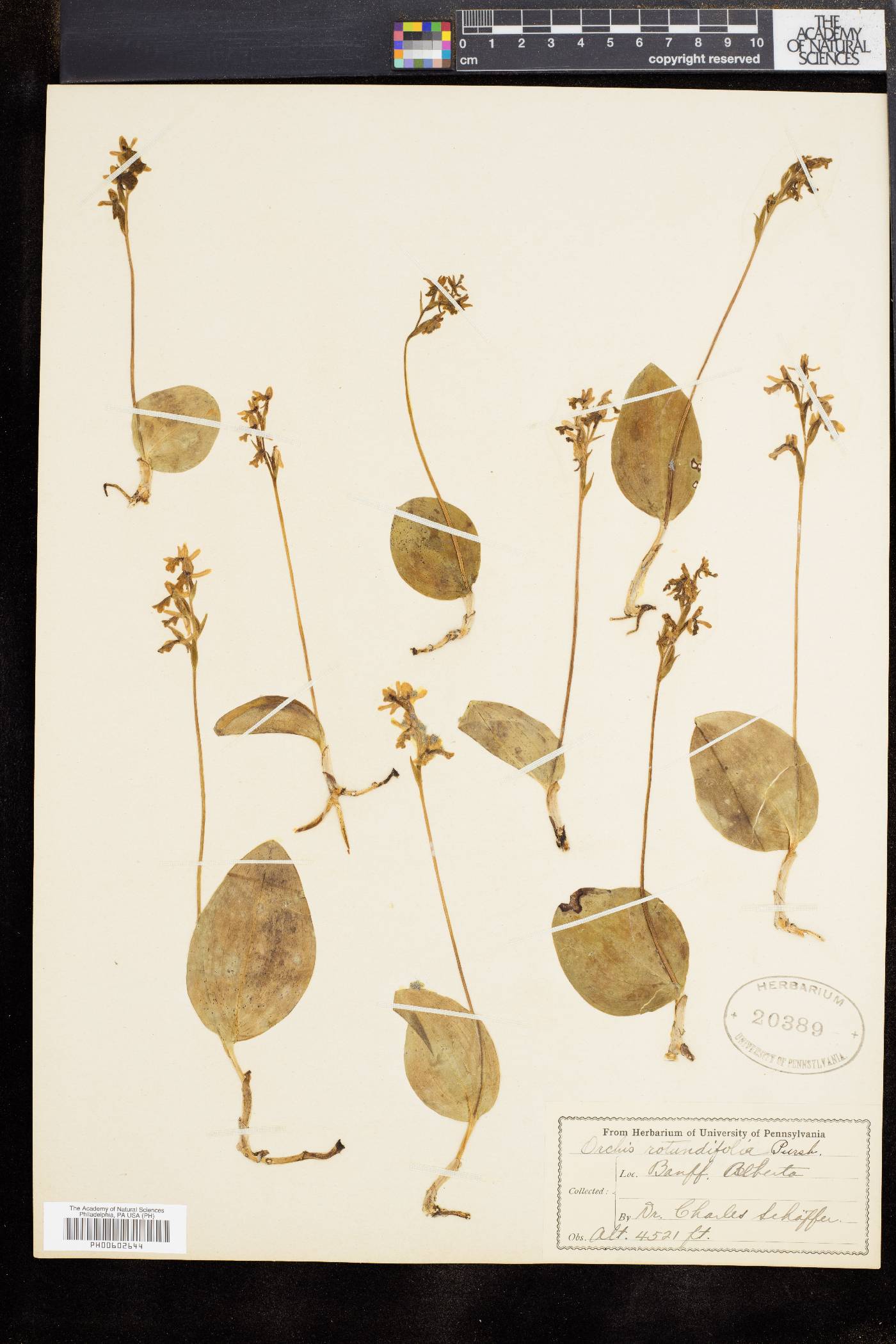 Orchis rotundifolia image