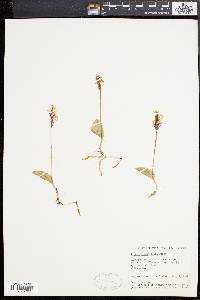 Orchis rotundifolia image